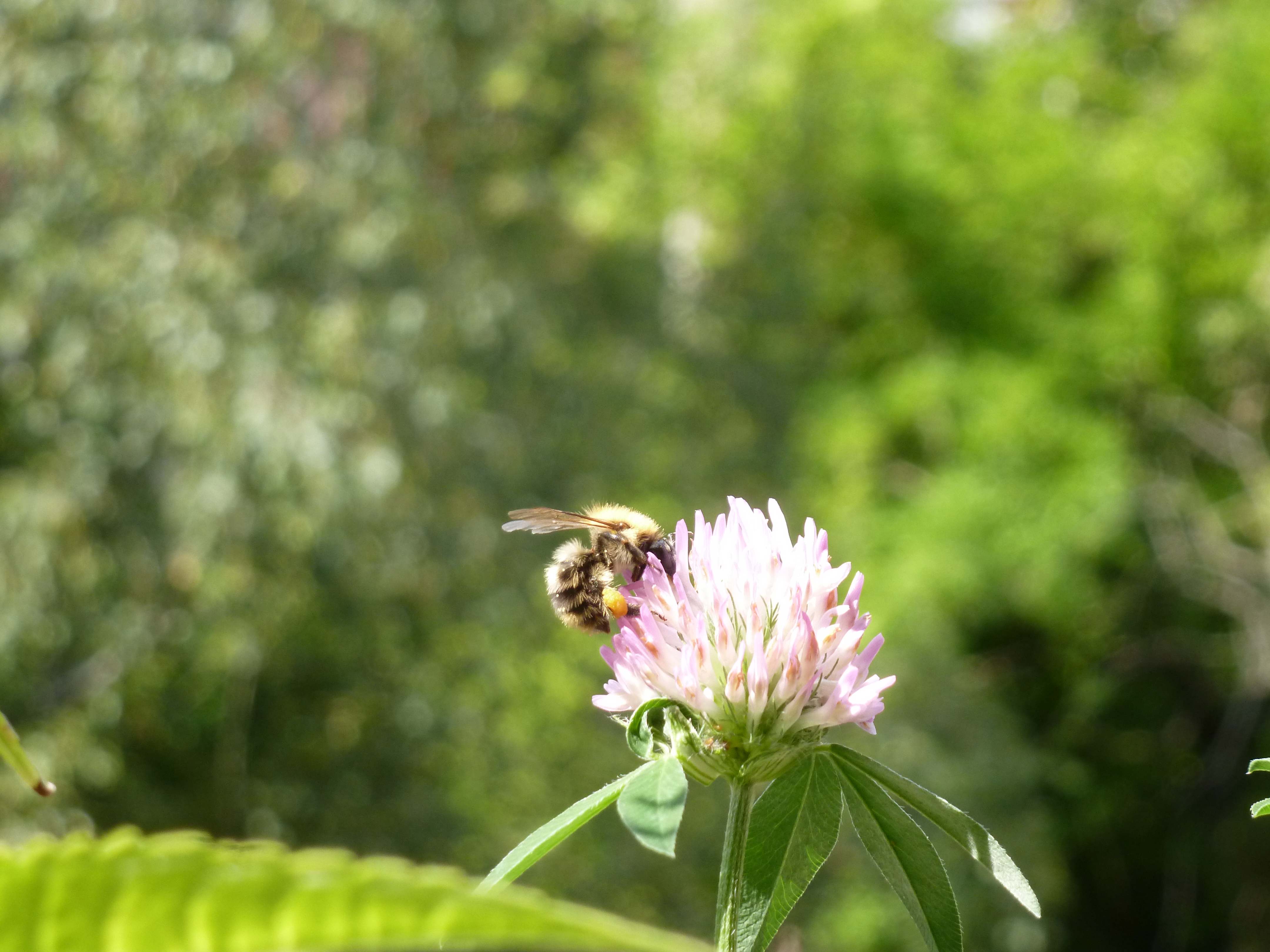Bild Biene mit Blüte