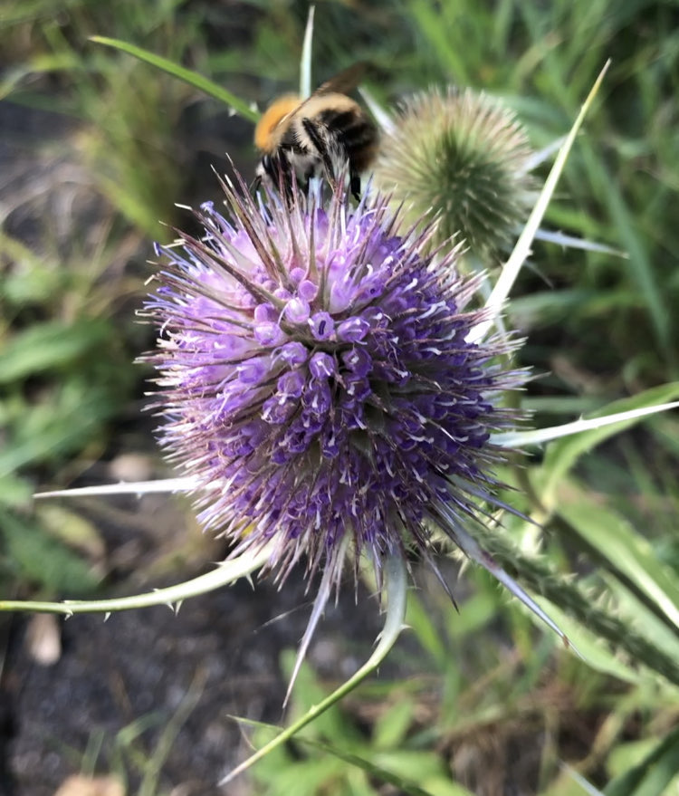 Wildbienenarten benötigen oft spezielle Futterpflanzen