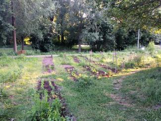 Beete im Gemeinschaftsgarten im Sommer im Sonnenlicht