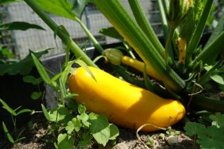 Eine gelbe Zucchini im Hochbeet