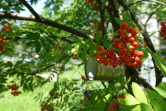 Rote Beeren im Baum