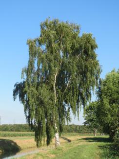 Birke