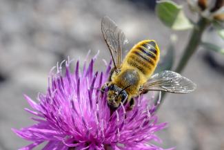 Biene an Blume