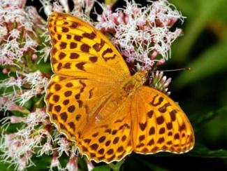 Schmetterling Kaisermantel