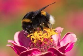 Erdhummel