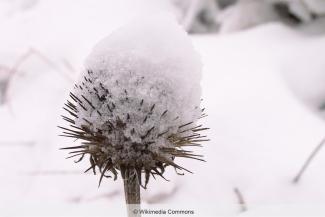 Sonnenhut im Schnee