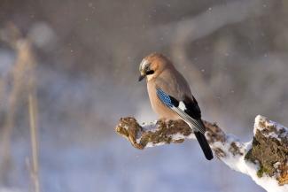 Vogel im Winter 