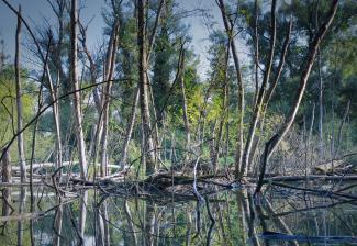 Bild: Wald