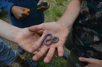 Großer Regenwurm auf einer Kinderhand