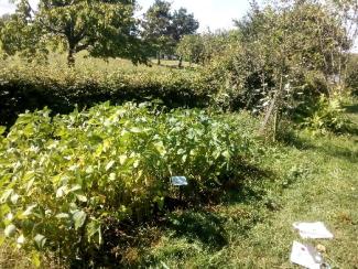 Soja im Garten