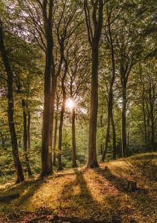 Wald