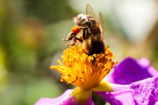 Hummel Kopfstand in Blume