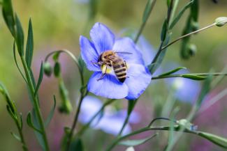 Wildbiene in Blüte