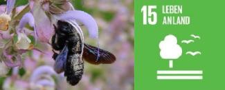 Wildbienen Sonntag