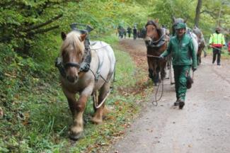 WaldHerbst