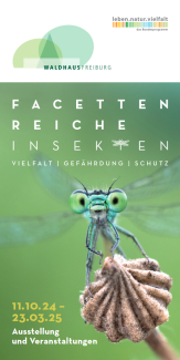 Libelle auf muschelförmiger Pflanze vor grünem Hintergrund