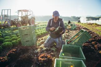Salaternte auf dem Piluweri-Acker