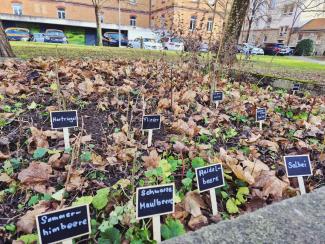 Das Bild zeigt unser frisch angelegtes Steckholzbeet. Diese befinden sich in einem Hochbeet. Die verschiedenen Gehölzarten wurden mit Schildern beschriftet